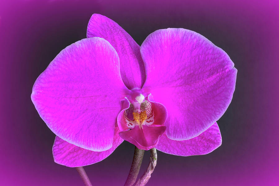 Vibrant Pink Orchid Photograph by Lindley Johnson