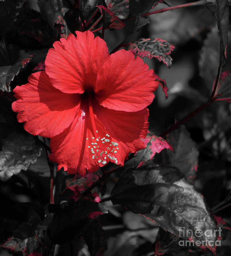 Vibrant Red Photograph by Carol Lloyd