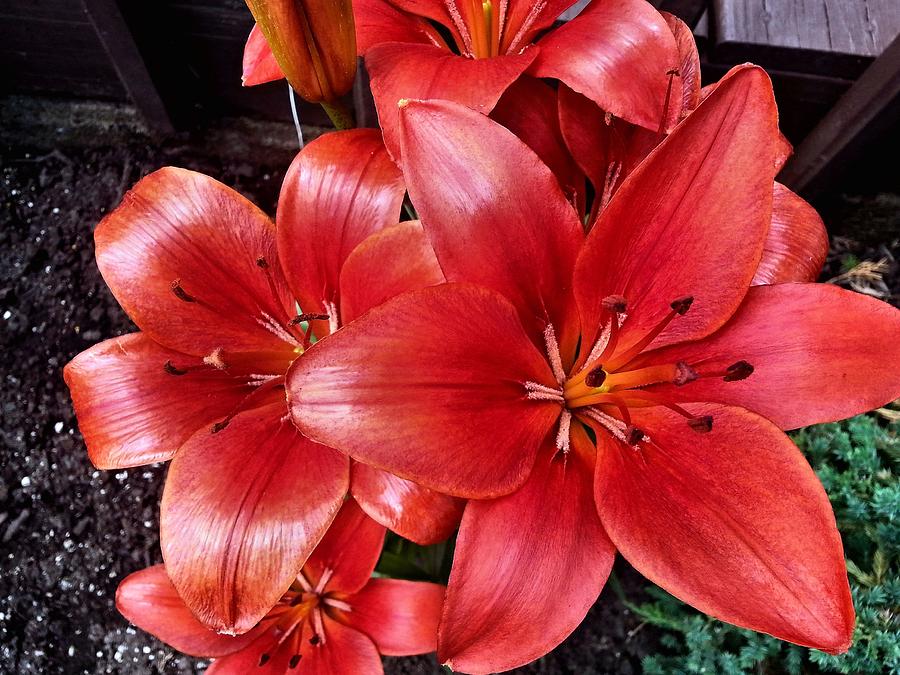 Vibrant Red Lilies Photograph