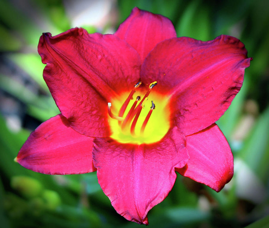 Vibrant Red Lily Photograph by Cynthia Guinn