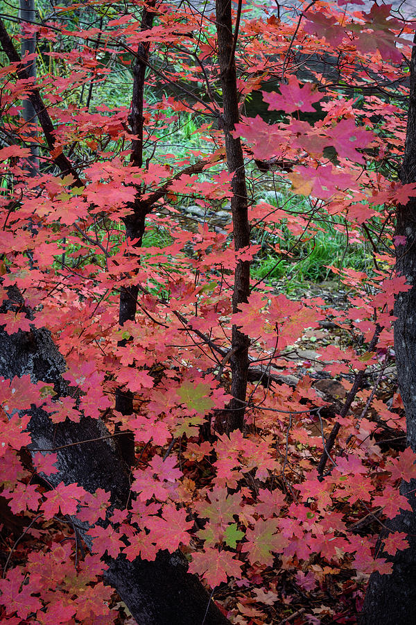 Vibrant Red Maples Photograph