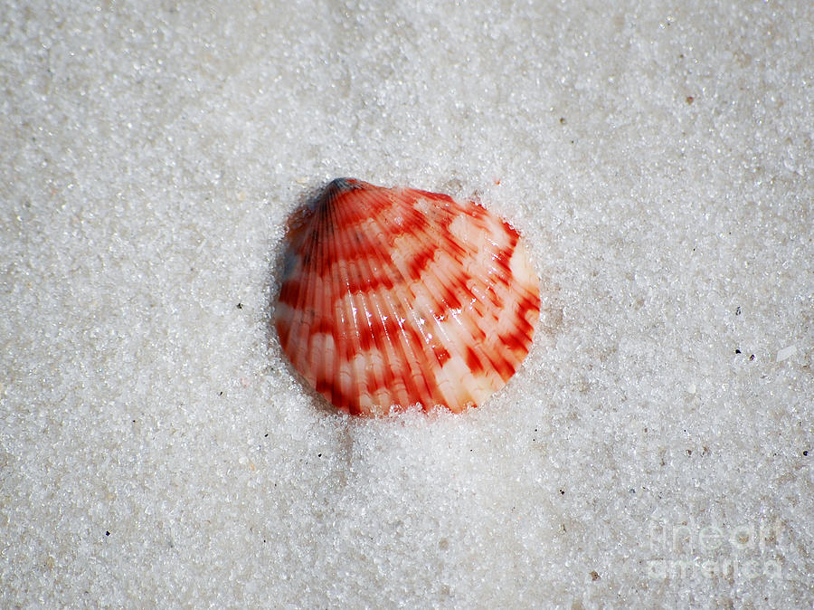 Vibrant Red Ribbed Sea Shell in Fine Wet Sand Macro Photograph by Shawn OBrien