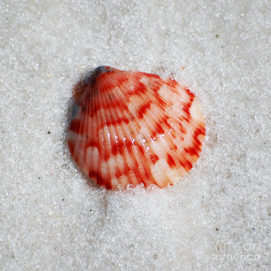 Vibrant Red Ribbed Sea Shell in Fine Wet Sand Macro Square Format Photograph by Shawn OBrien