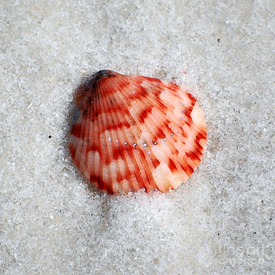 Vibrant Red Ribbed Sea Shell in Fine Wet Sand Macro Square Format Watercolor Digital Art Photograph by Shawn OBrien