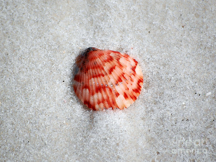 Vibrant Red Ribbed Sea Shell in Fine Wet Sand Macro Watercolor Digital Art Photograph by Shawn OBrien
