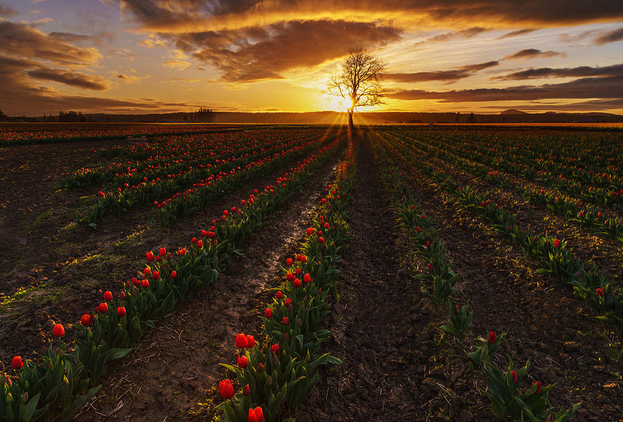 Vibrant Red Rows of Tulips in Skagit at Sunset Photograph by Mike Reid