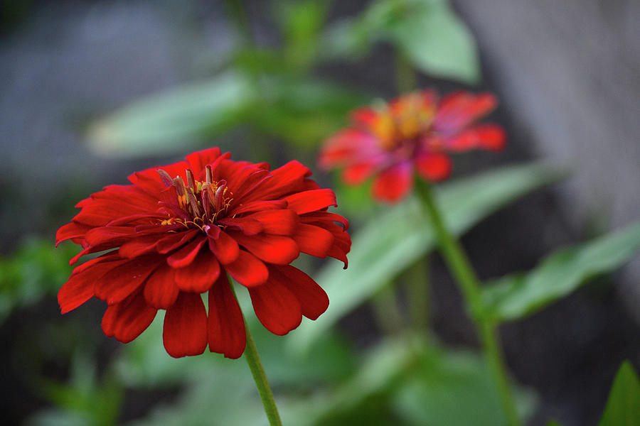 Vibrant Red Zinnia Photograph by Krista Russell