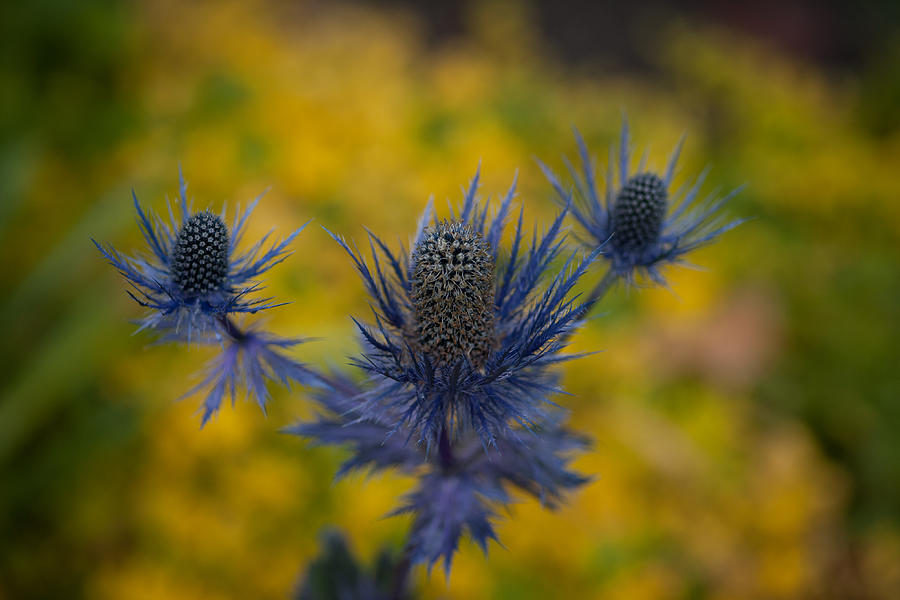 Flower Photograph - Vibrant Thistles by Mike Reid