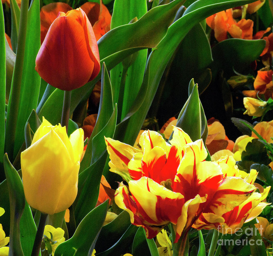Vibrant Tulips Photograph by Angela DeFrias