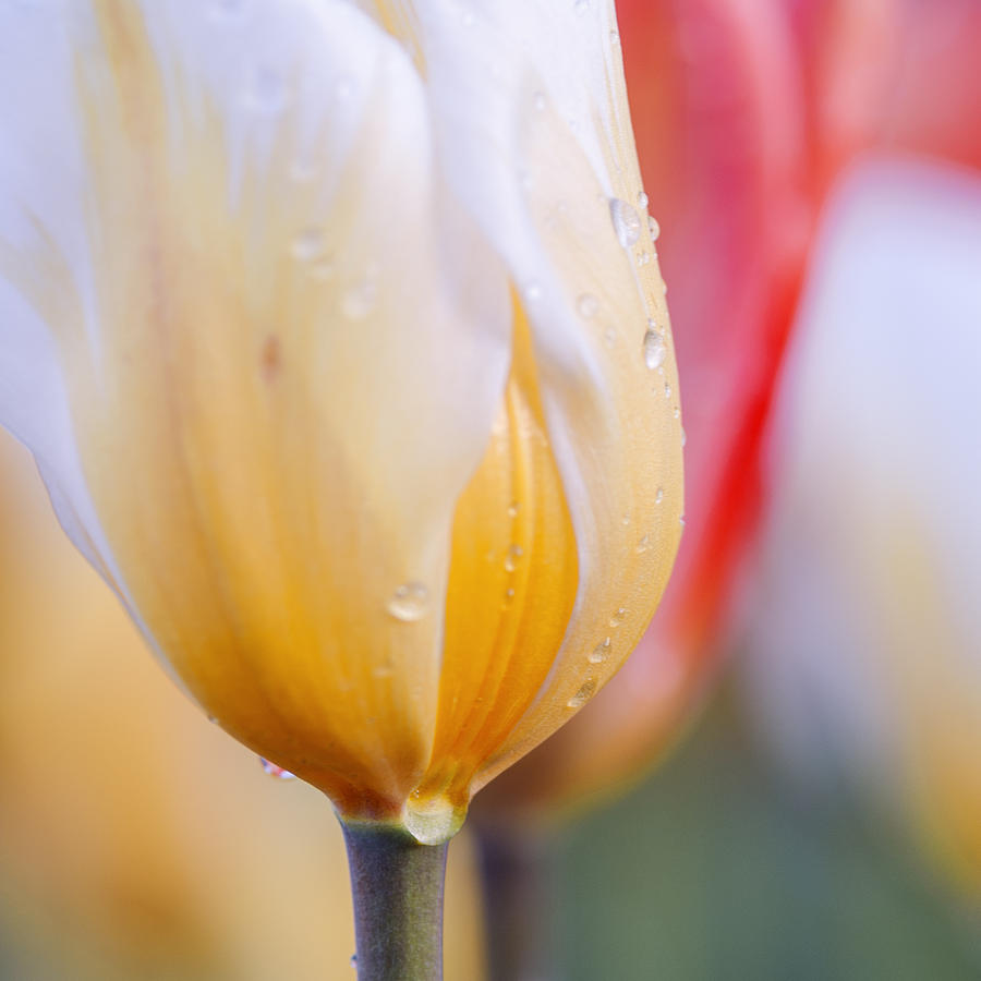Vibrant Tulips Photograph by Vishwanath Bhat