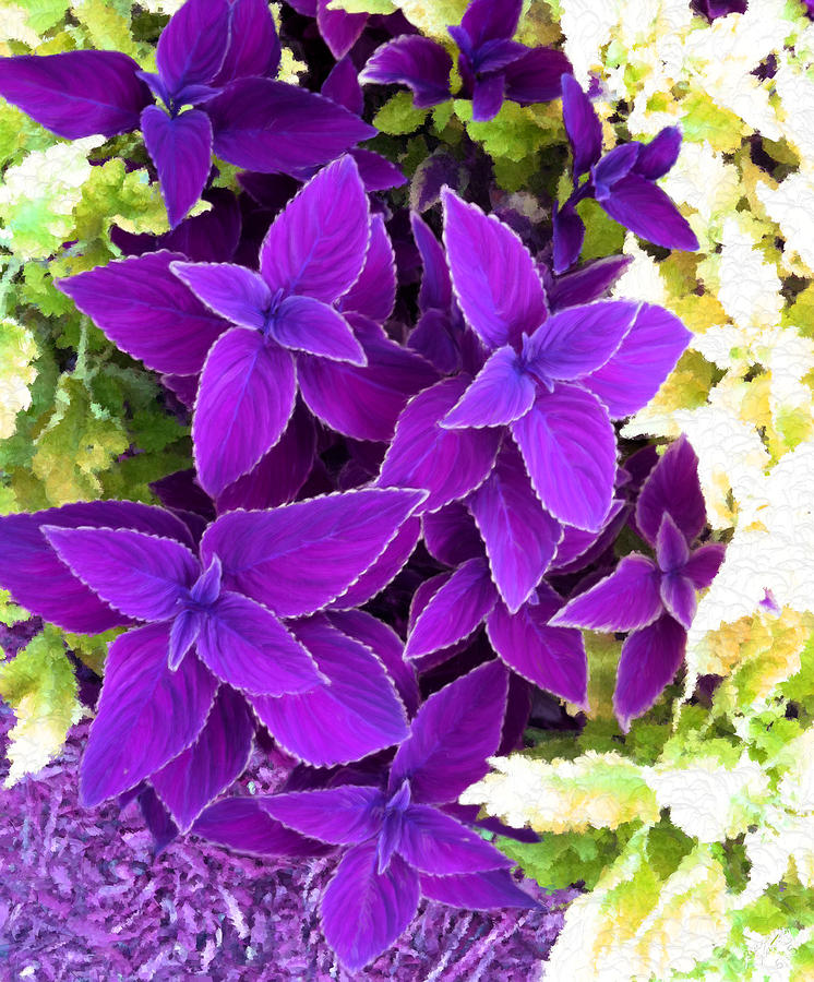 Vibrant Violet Coleus Painting by Bruce Nutting