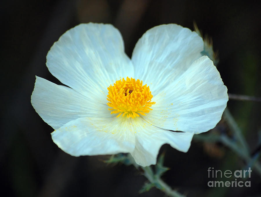 Vibrant White and Yellow Texas Wildflower Photograph by Shawn OBrien