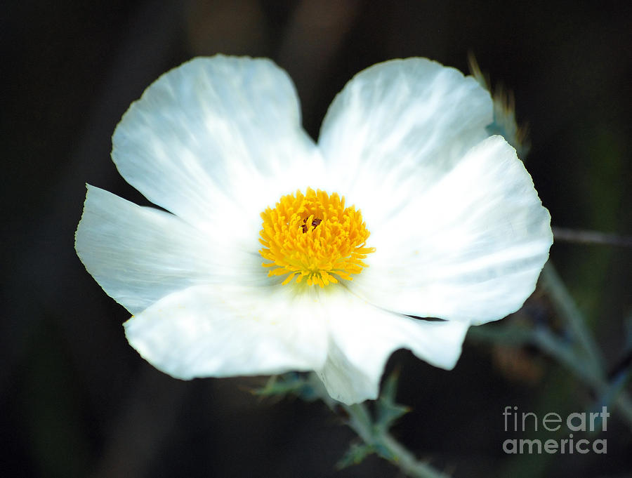 Vibrant White and Yellow Wildflower Diffuse Glow Digital Art Photograph by Shawn OBrien