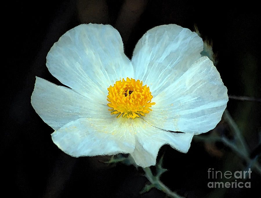 Vibrant White and Yellow Wildflower Watercolor Digital Art Photograph by Shawn OBrien
