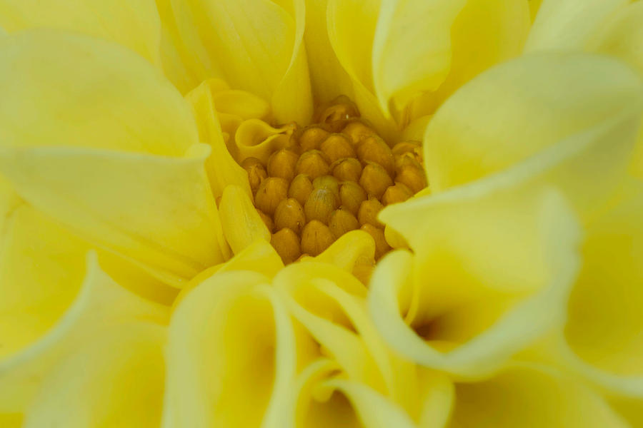 Vibrant Yellow Dahlia Photograph