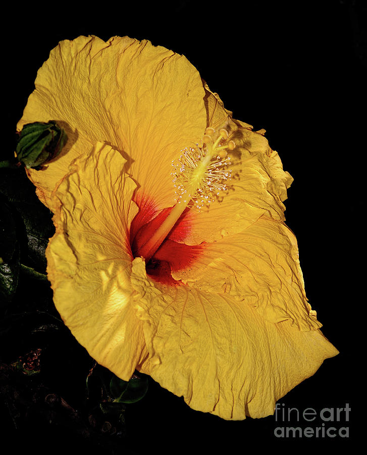 Vibrant Yellow Hibiscus by Kaye Menner Photograph by Kaye Menner