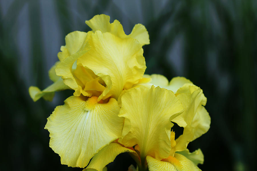 Iris Photograph - Vibrant Yellow Iris by Debbie Oppermann