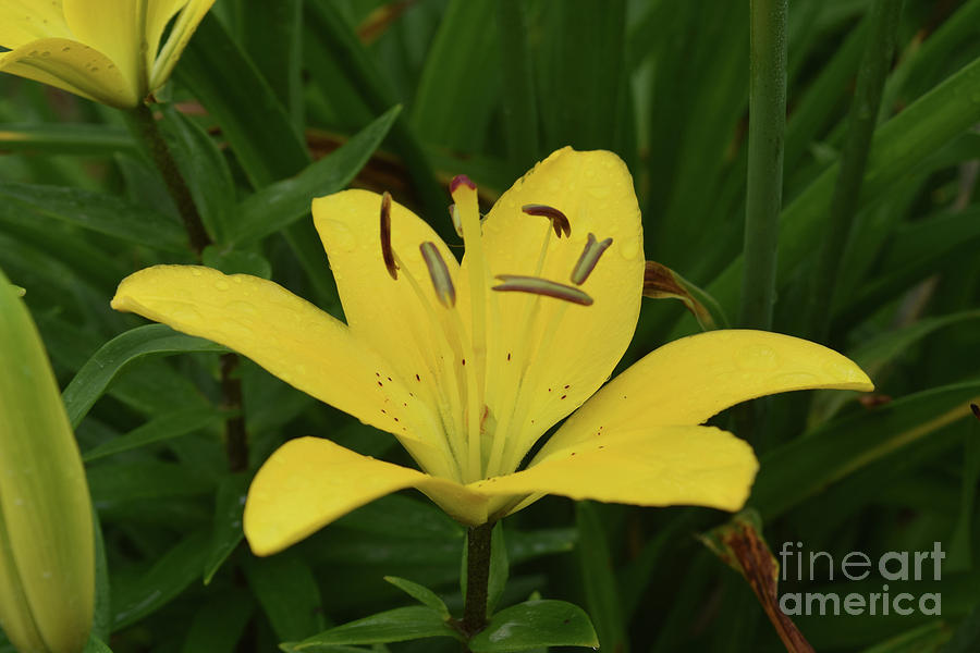 Vibrant Yellow Lily Thriving in the Spring Photograph by DejaVu Designs