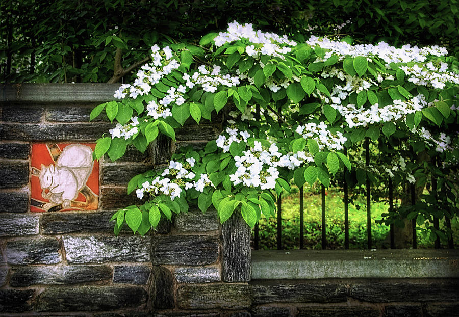 Viburnum by the Arboretum Wall Photograph by Carolyn Derstine