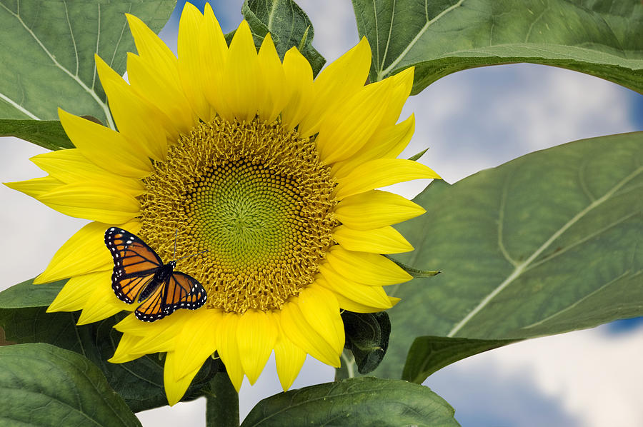 Viceroy and sunflower Photograph by Wade Clark