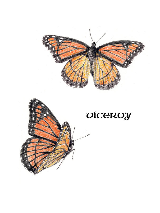 Viceroy Butterfly Drawing