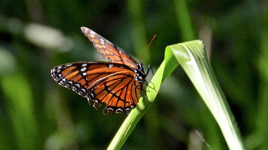 Viceroy Butterfly Photograph by Carol Bradley