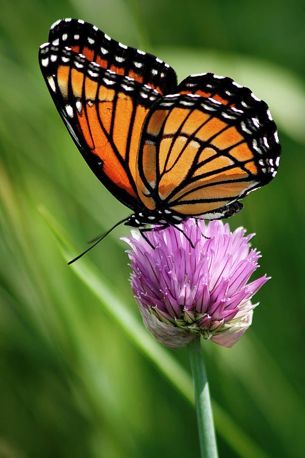 Viceroy Butterfly Photograph by Cindi Ressler
