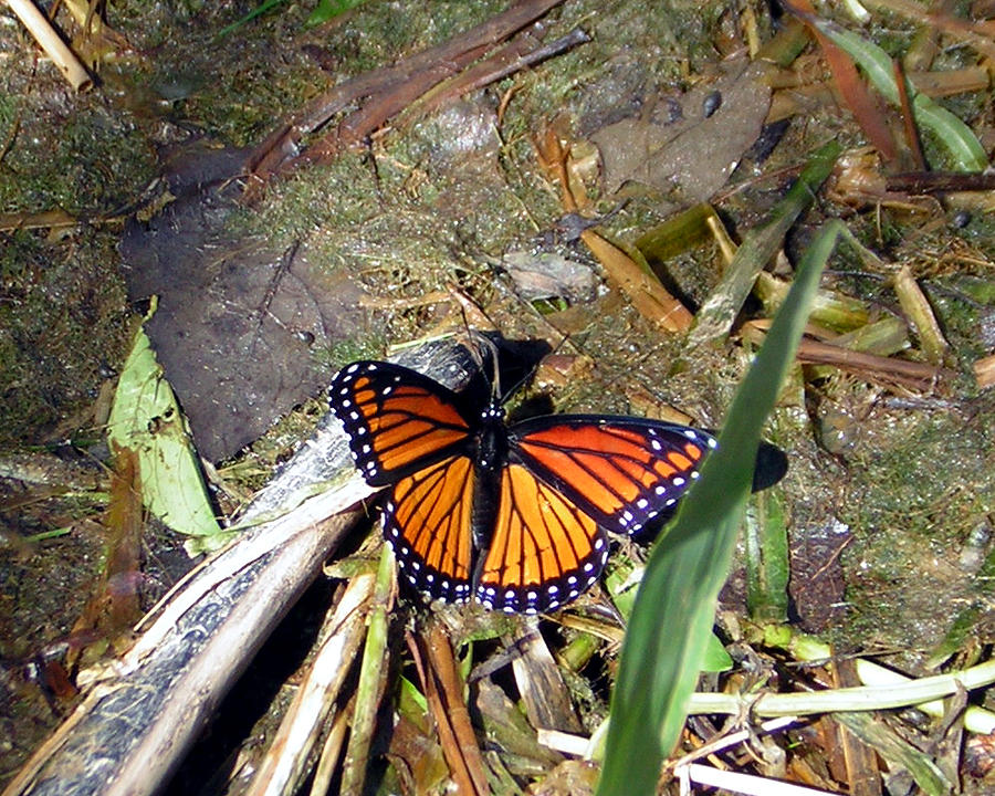 Viceroy Butterfly Photograph by George Jones