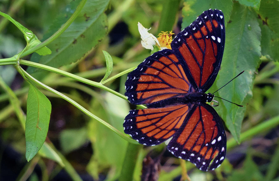 Viceroy Butterfly Photograph by Larah McElroy