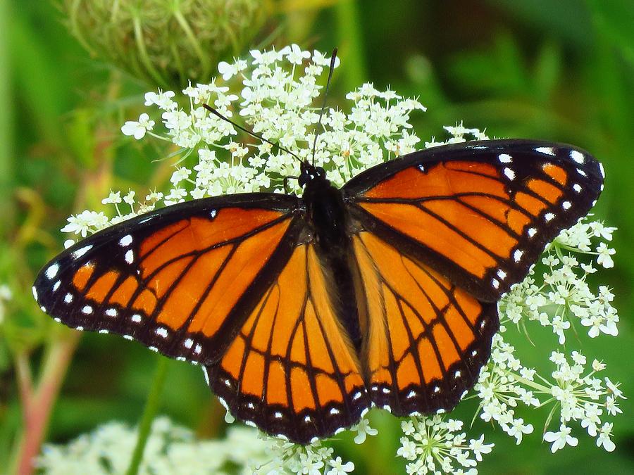 Viceroy Butterfly Photograph by Lori Frisch