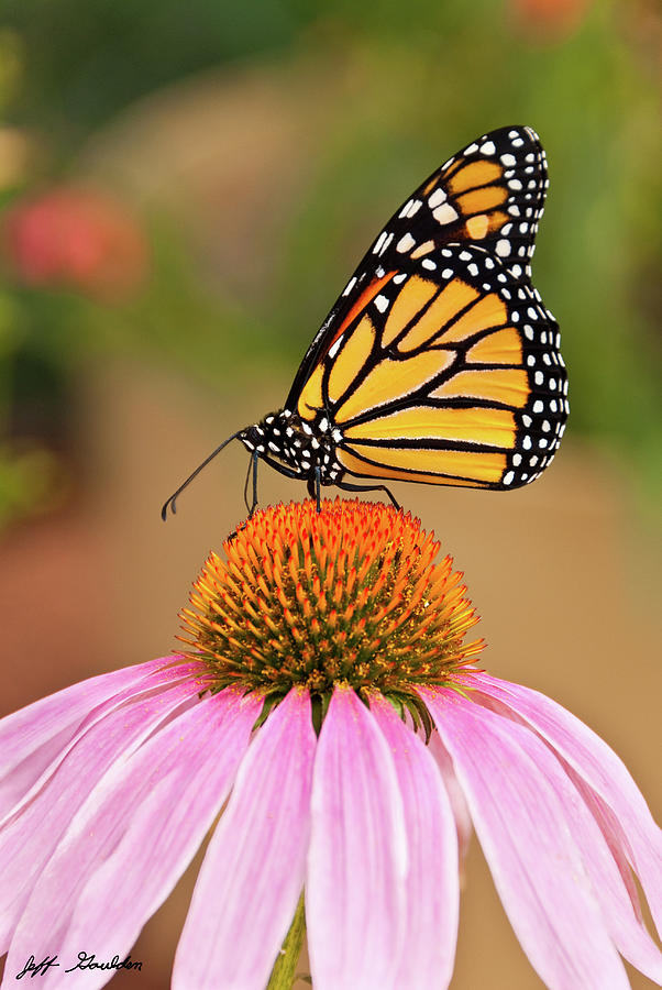 Monarch Butterfly on a Purple Coneflower Photograph by Jeff Goulden