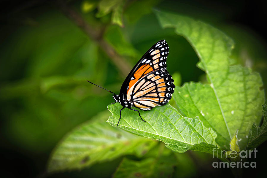 Viceroy Butterfly Photograph by Paul Mashburn