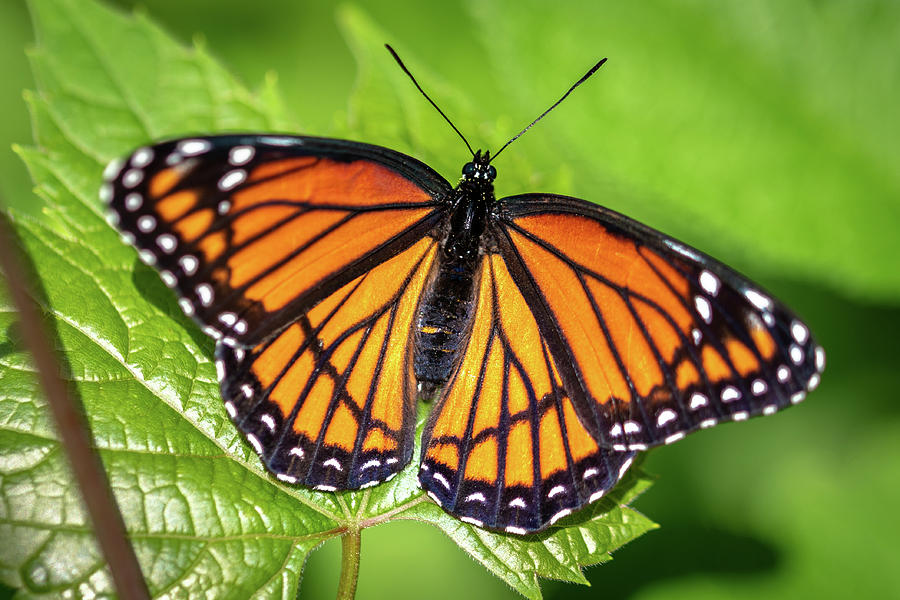 Viceroy Butterfly Photograph by Randy Scherkenbach | Fine Art America