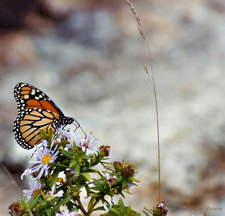 Viceroy Butterfly  Photograph by Sandra Huston
