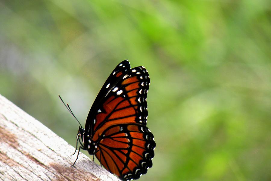 Viceroy Butterfly Side View Photograph by Rosalie Scanlon