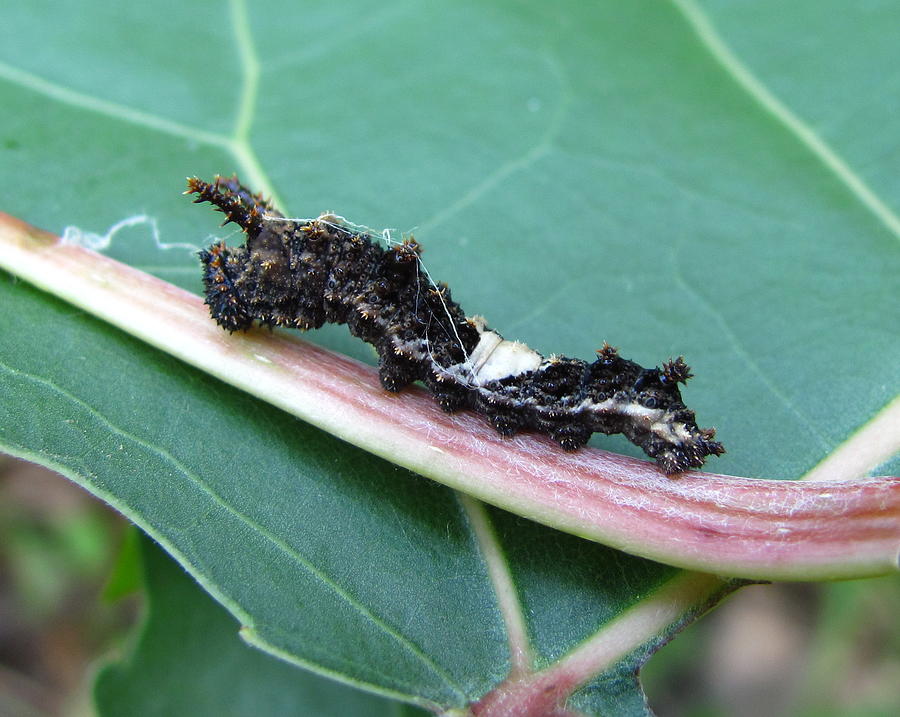Viceroy Caterpillar Photograph by Joshua Bales