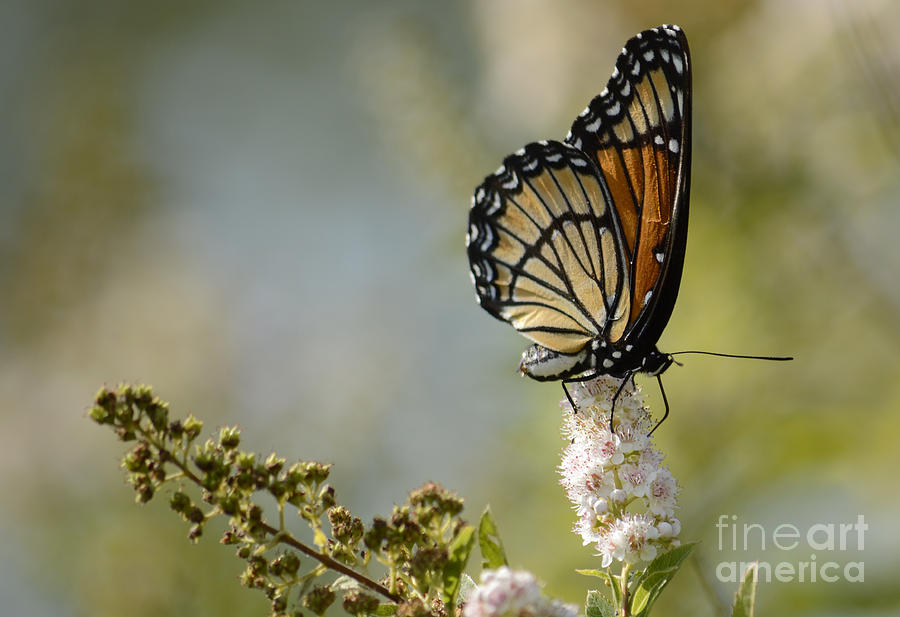 Butterfly Photograph - Viceroy by Randy Bodkins