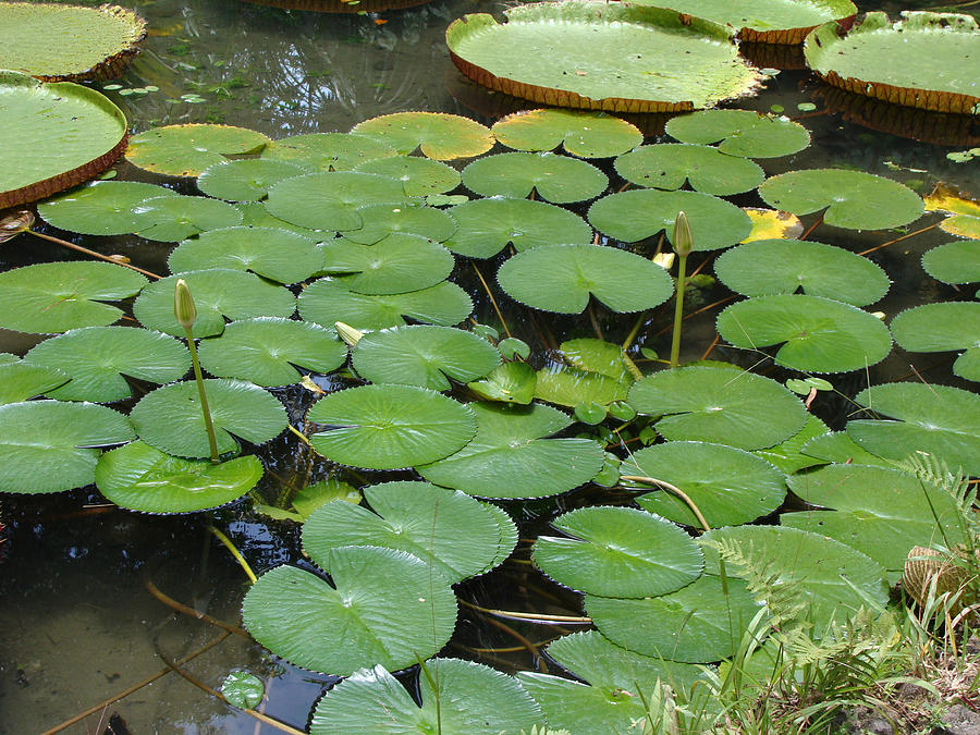 Victoria amazonica 04 Photograph by Nelson Caramico | Pixels