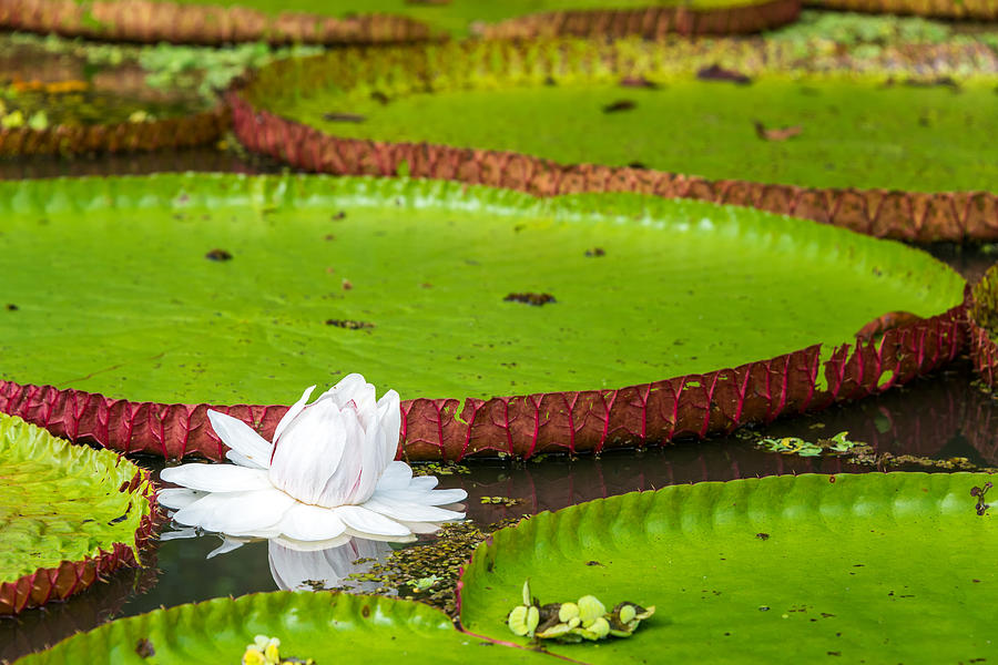 Victoria Amazonica Flower Photograph by Jess Kraft