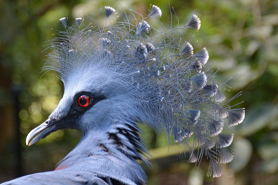 Wildlife Photograph - Victoria Crowned Pigeon 3 by Don Columbus