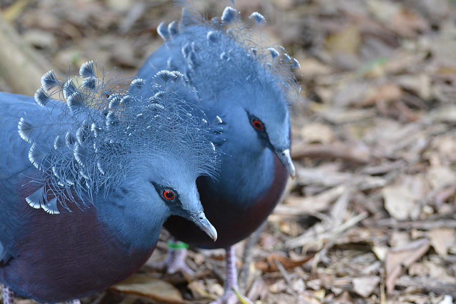 Wildlife Photograph - Victoria Crowned Pigeon 5 by Don Columbus