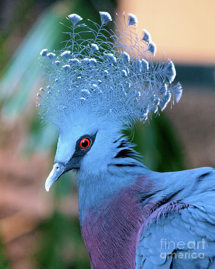 Victoria Crowned Pigeon Photograph by Stephen Melia
