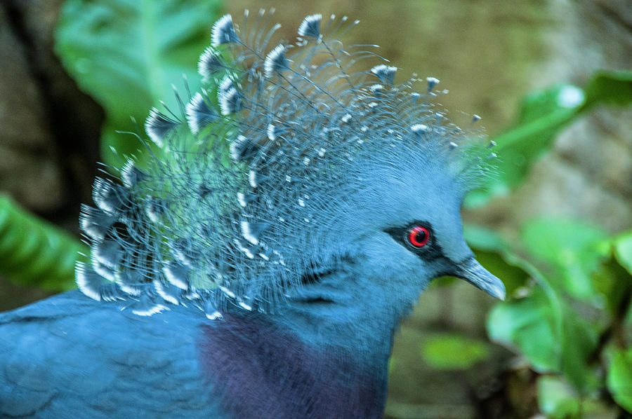 Victoria Crowned Pigeon Photograph by Daniel Hebard