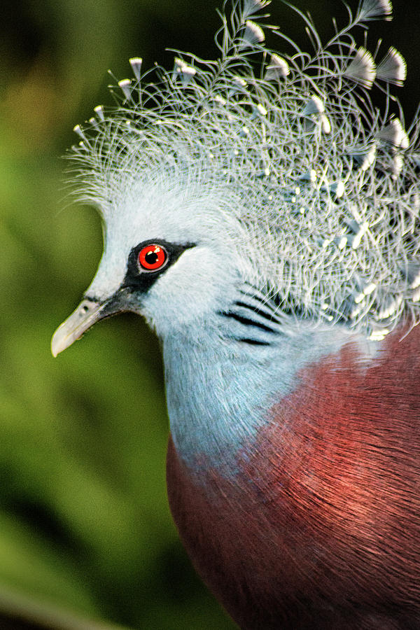 Victoria Crowned Pigeon Photograph by Don Johnson