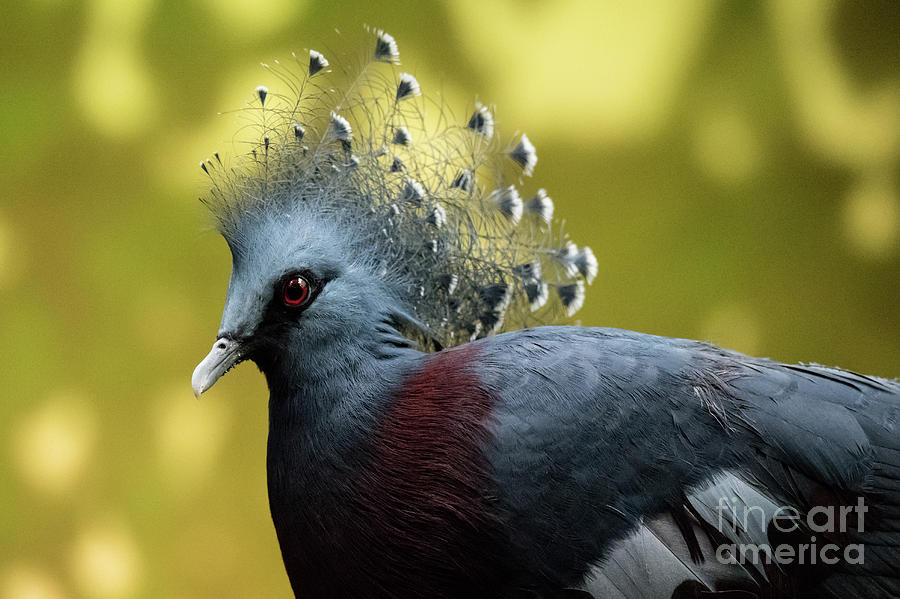 Victoria Crowned Pigeon Photograph by Ed Taylor