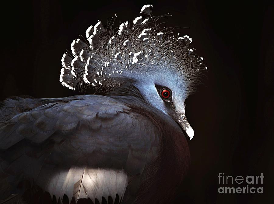 Victoria Crowned Pigeon Photograph by Elaine Manley
