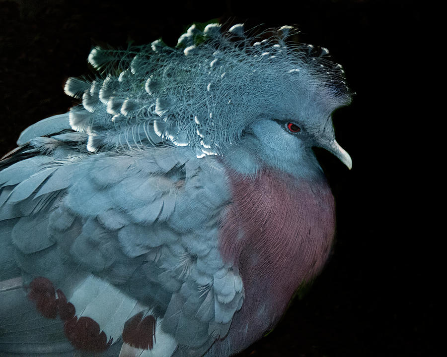 Victoria Crowned Pigeon Photograph by Mitch Spence