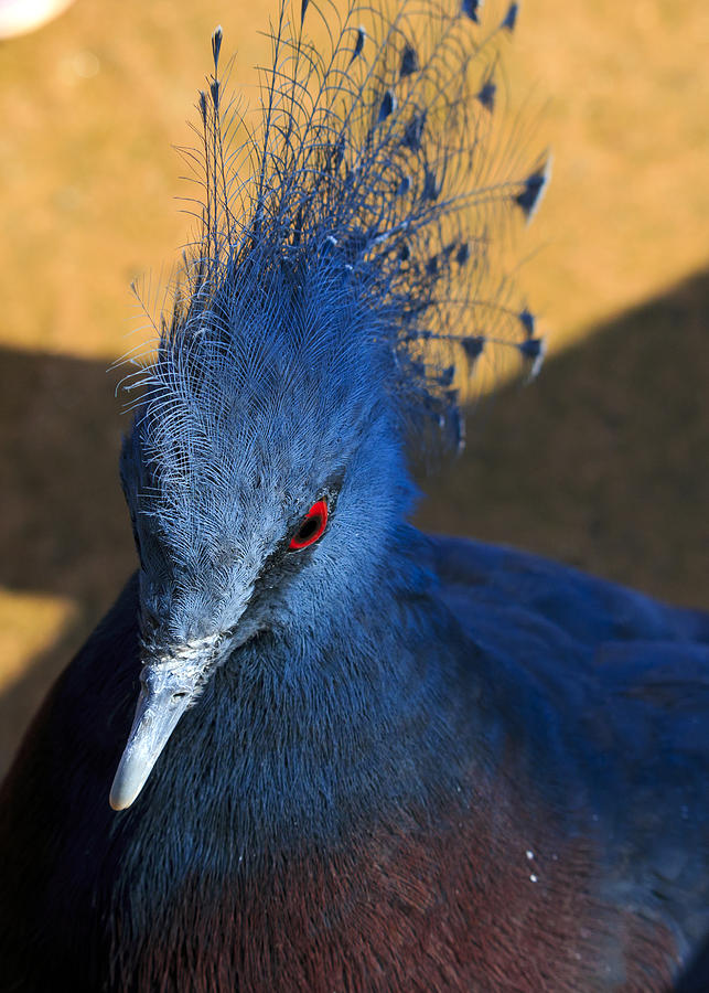 Victoria Crowned Pigeon Photograph by Travis Rogers