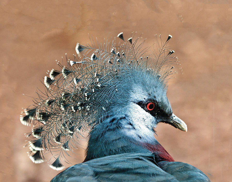Victoria Crowned Pigeon Photograph by William Bitman