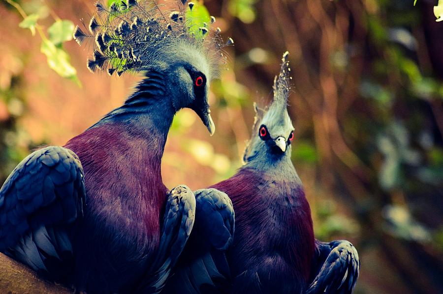 Bird Photograph - Victoria Crowned Pigeons by Shelley Smith